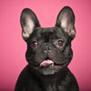Potrait of smiling French bulldog against pink background