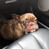Rescued brown French bulldog in the car seat