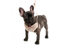 Best Harness for French Bulldogs: Honest Vet Review - French Bulldog Store