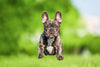 French Bulldogs as Service Dogs: A Complete Guide - French Bulldog Store