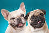 French Bulldogs vs. Pugs: The Ultimate Smushy Face Showdown! - French Bulldog Store