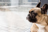 How to Manage Separation Anxiety in French Bulldogs - French Bulldog Store