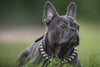 Top French Bulldog Collars: Comfort Meets Style for Your Pup! - French Bulldog Store
