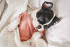 Top-Rated Beds for French Bulldogs in 2024 - French Bulldog Store