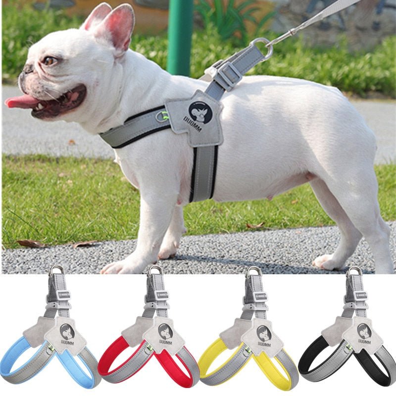 Chest Pressure Frenchie Walk Training Harness - French Bulldog Store
