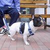 Padded Mesh French Bulldog Harness - French Bulldog Store