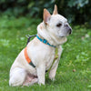 Load image into Gallery viewer, Rainbow Rhapsody Frenchie Harness - French Bulldog Store