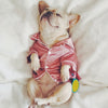 Satin Silk Frenchie Pajamas - French Bulldog Store