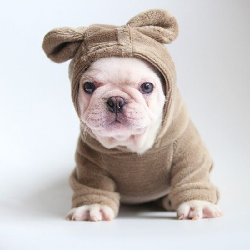 Cream French Bulldog puppy posing and wearing brown SnugFeel™ French Bulldog Jumpsuit