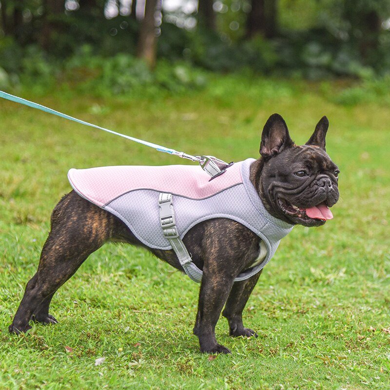 Summer Frenchie Cooling Vest - French Bulldog Store