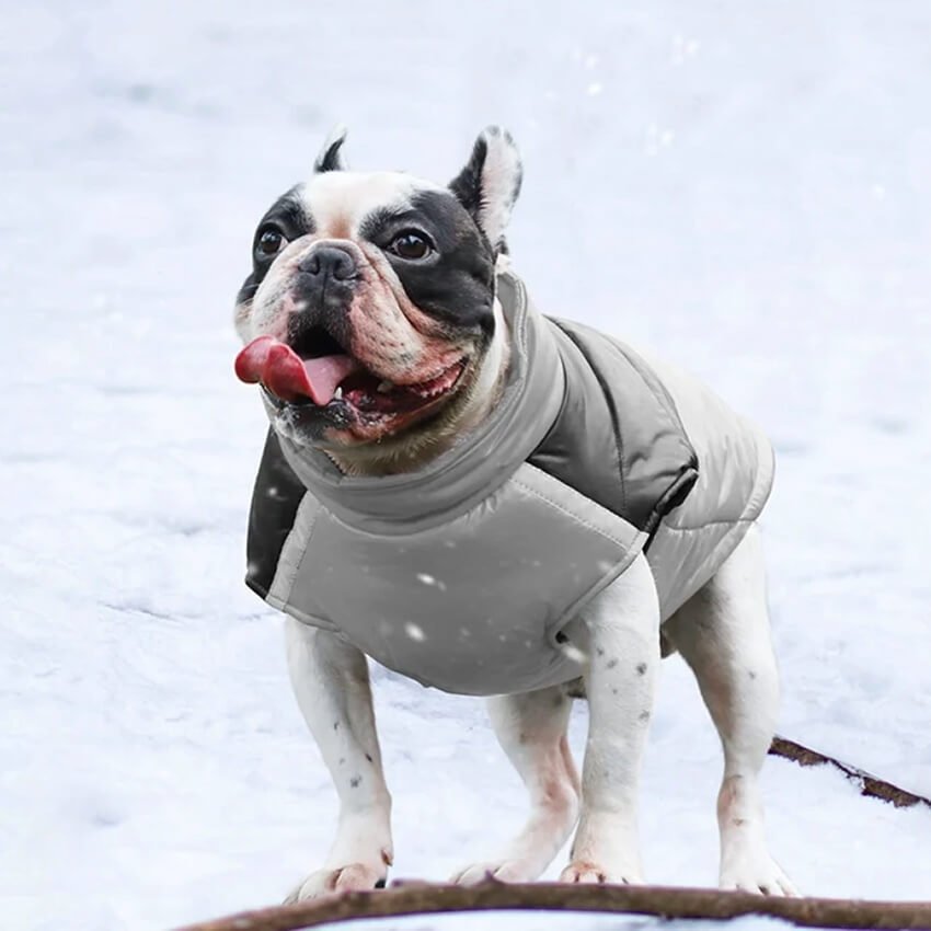 Warm French Bulldog Vest Harness - French Bulldog Store