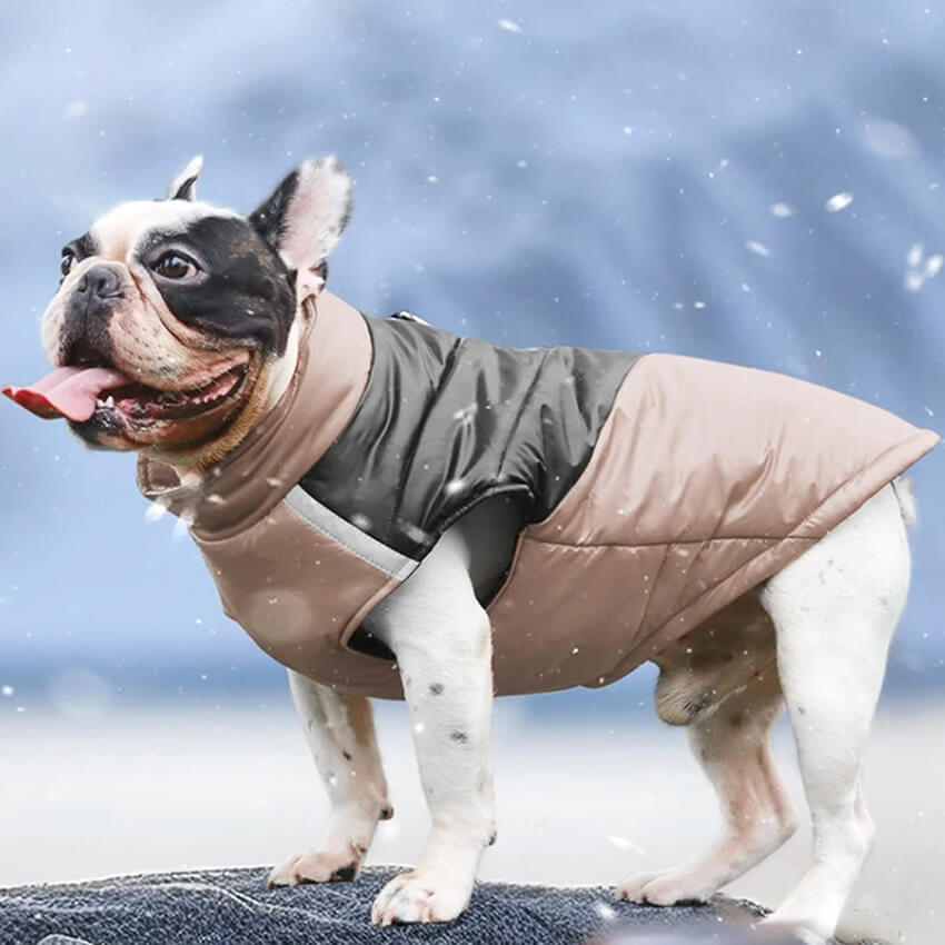 Warm French Bulldog Vest Harness - French Bulldog Store
